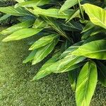 Alpinia zerumbet Leaf