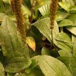 Plantago majorFlower