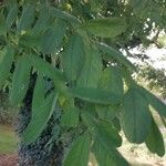 Robinia hispida Blad