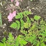 Dicentra formosa 葉