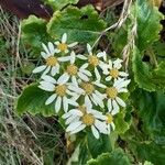 Senecio smithii 花