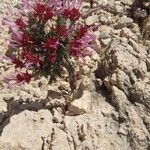 Thymus longiflorus Fula