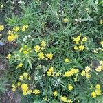 未同定花