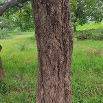 Madhuca longifolia Bark