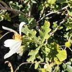 Montanoa bipinnatifida Leaf