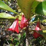 Thiollierea macrophylla Floare