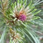 Pinus mugo Hostoa