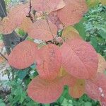 Cotinus obovatus Leaf