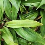 Rohdea japonica Blatt