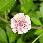 Phyla nodiflora Flower