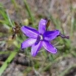 Aristea abyssinica Blomma