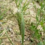 Phalaris paradoxa 葉