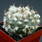 Turbinicarpus schmiedickeanus Характер