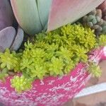Sedum japonicum Hoja