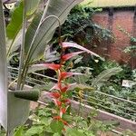 Heliconia collinsiana Çiçek