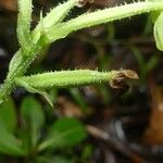 Habenaria citrata Fruit