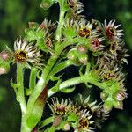 Sempervivum montanum Flor