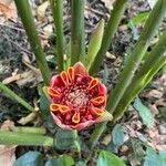 Etlingera hemisphaerica Çiçek