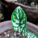 Caladium humboldtii Leaf