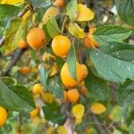 Malus baccata Fruit