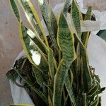 Dracaena trifasciataBlatt