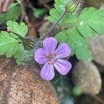 Geranium robertianumЦвят