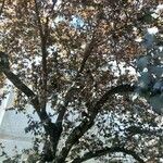 Prunus cerasifera 樹皮