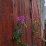 Tinantia erecta Blüte