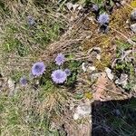 Globularia vulgaris Fula
