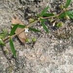 Oldenlandia corymbosa Květ