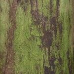 Eperua rubiginosa Corteza