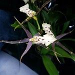 Brassia arachnoidea Fleur