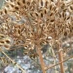 Thapsia garganica Fruit