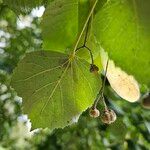 Tilia × europaea Folha