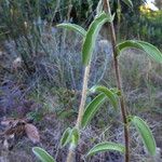 Pallenis spinosa Bark