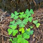 Oxalis oreganaLeaf