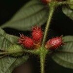 Miconia mayeta Fruchs