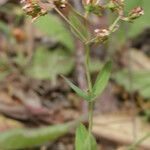 Hypericum australe Habit