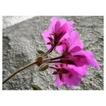 Pelargonium cucullatum Flor