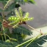Mimosa polycarpa Fruit