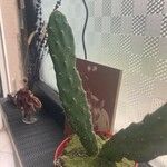 Opuntia monacantha 葉