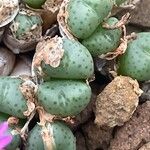 Conophytum minutum 葉