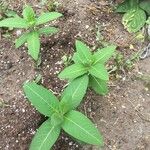 Asclepias viridiflora Fuelha