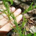 Asparagus tenuifolius পাতা