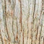 Cryptomeria japonica Bark