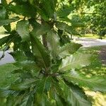 Quercus castaneifolia Leaf