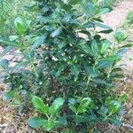 Escallonia rubraഇല