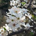 Prunus spinosa Fleur