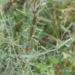 Centaurea stoebe Leaf