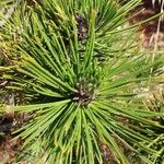 Pinus heldreichiiList